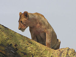 Lion female in tree, Serengeti.jpg