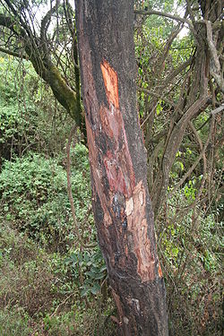 Prunus africana MS 3588.jpg