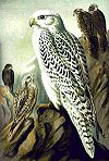 Falco rusticolus NAUMANN.jpg