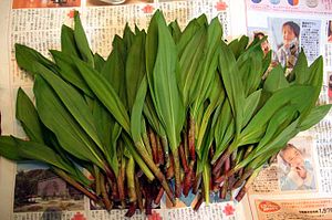 Japanese wild grasses.jpg