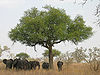 Elephants around tree in Waza, Cameroon.jpg