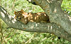 Tree lion 2.jpg
