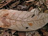 2008-02-04 Ophiocordyceps australis 8784.jpg