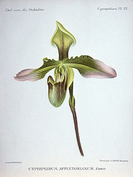 Paphiopedilum appletonianum