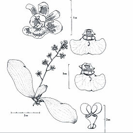 Phalaenopsis chibae T.Yukawa 1996