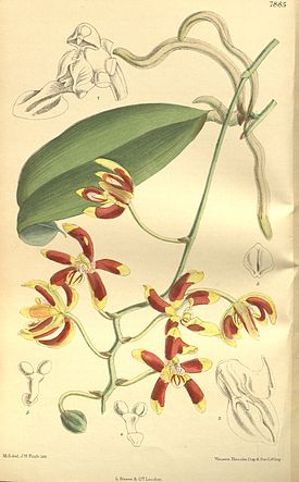 Phalaenopsis kunstleri Hook. f. 1890