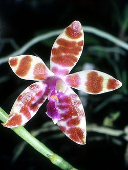 Phalaenopsis mariae Orchi 12.jpg