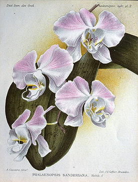 Phalaenopsis sanderiana Rchb.f. 1883