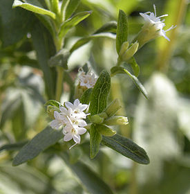 Stevia rebaudiana flowers.jpg